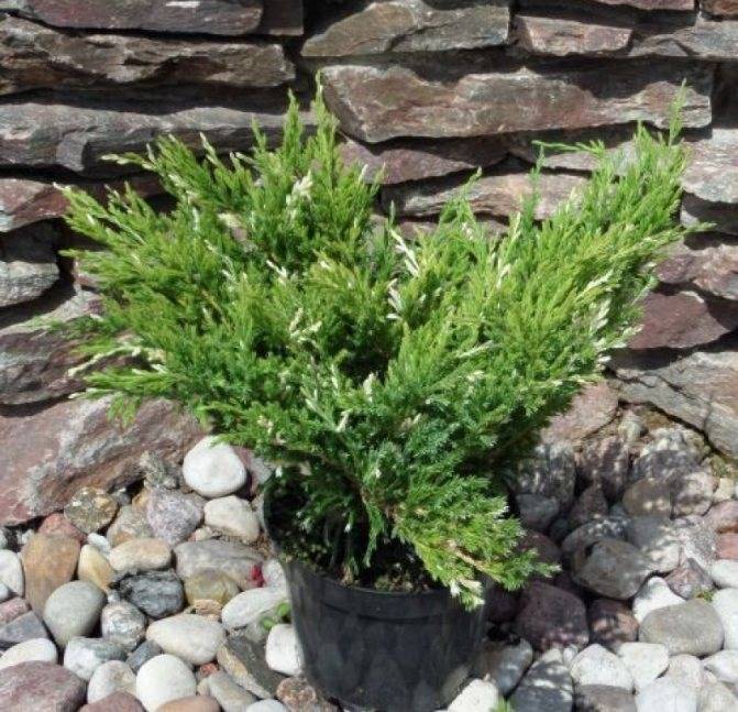 Можжевельник казацкий вариегата (variegata): описание с фото, посадка и уход, использование в ландшафтном дизайне