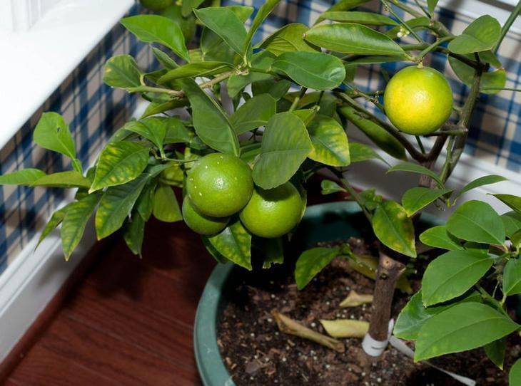 Лайм: выращивание растения в домашних условиях