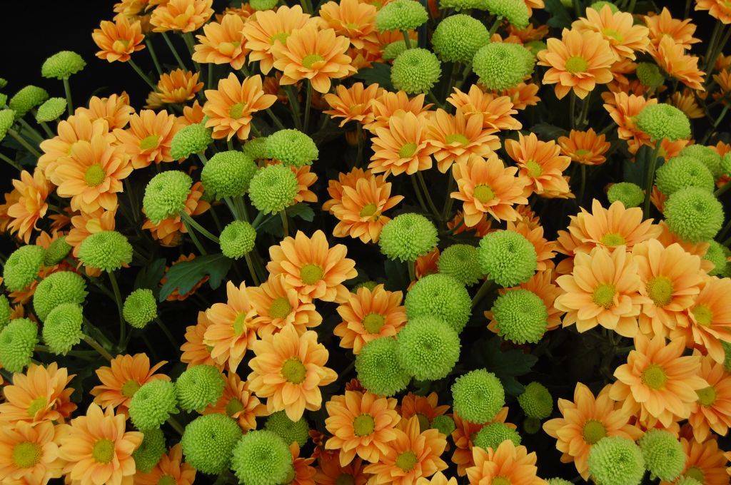 Хризантемы (90 фото) - виды, правильный уход и выращивание