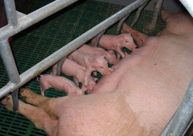 Все что нужно знать о спаривании (случке) свиней