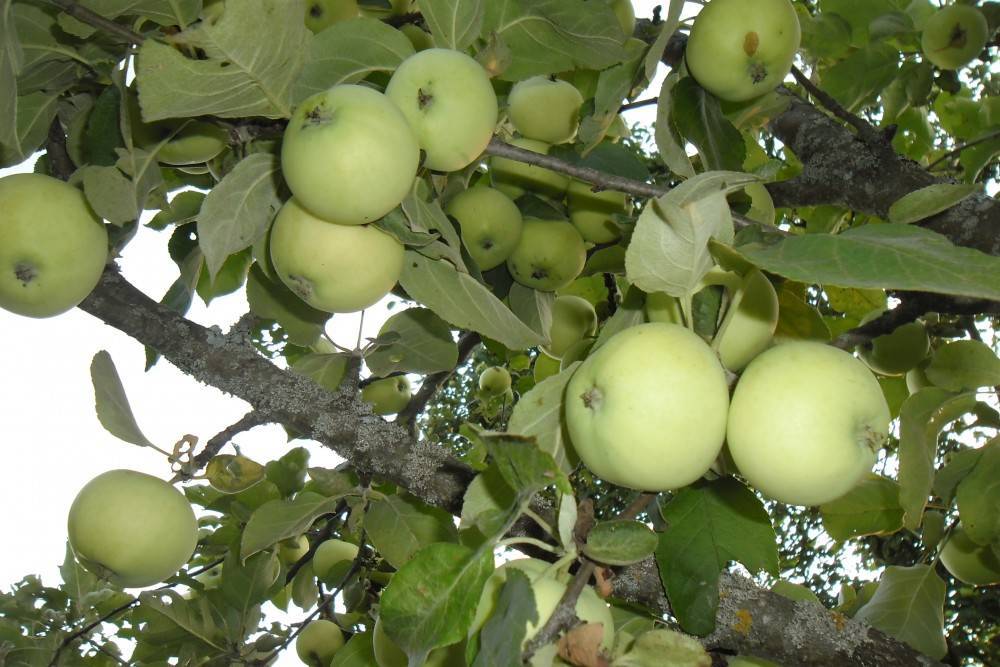 Как посадить и ухаживать за белыми сортами яблони