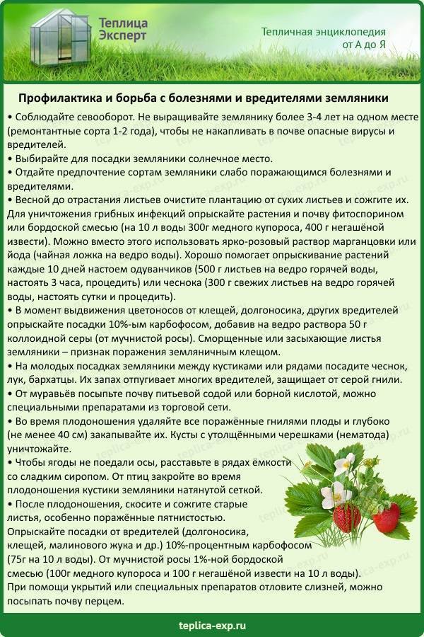 Схема подкормки клубники весной и летом