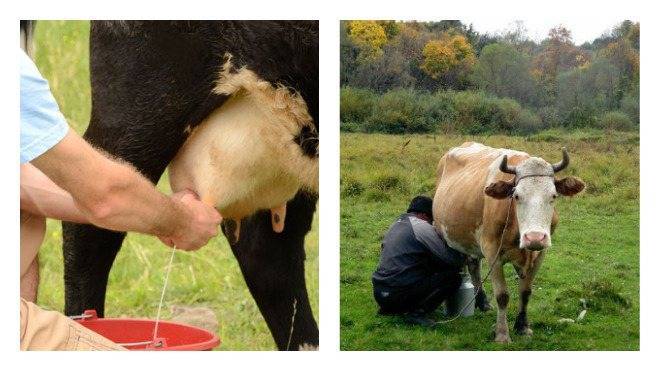 Домашнее хозяйство корова сильно бьется что делать. что делать, если корова лягается при доении. положить на спину смоченную в прохладной воде ткань