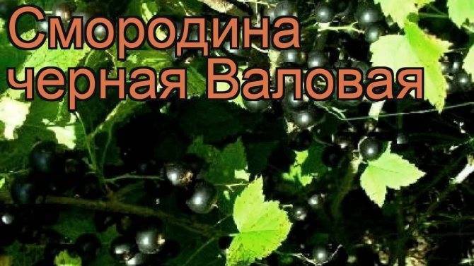 Смородина валовая
