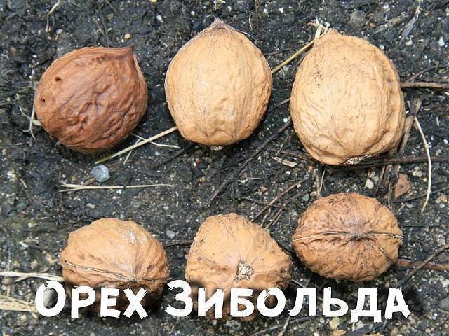 Грецкий орех: выращивание и уход в подмосковье и средней полосе россии