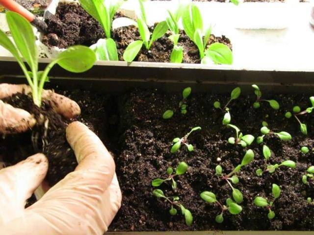Посев семян петунии в открытый грунт