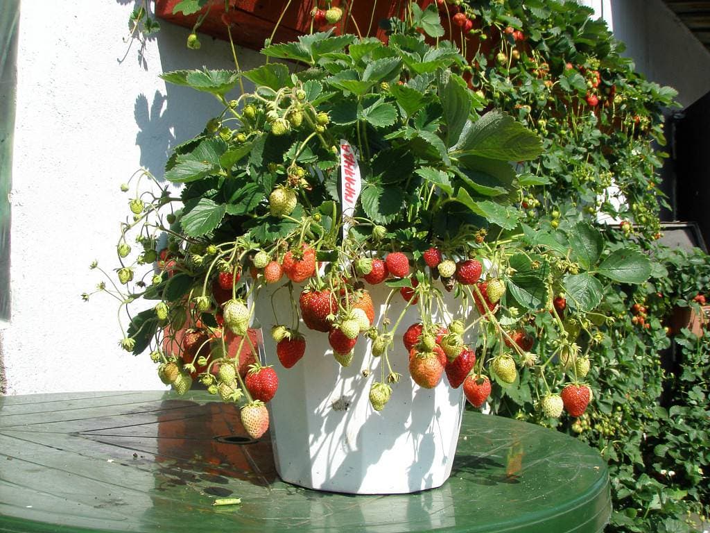 Ампельная клубника: уход и выращивание
ампельная клубника: уход и выращивание
