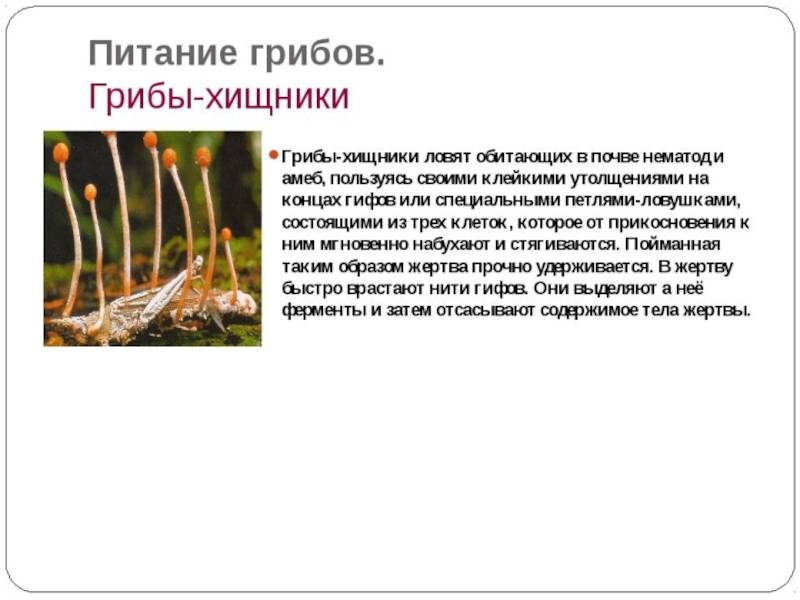 Грибы хищники: примеры, названия, представители