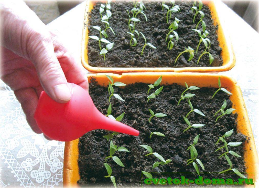 ✅ салат: как вырастить из семян в открытом грунте, выращивание салата на подоконнике