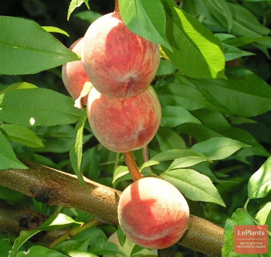 Персик золотая москва фото дерева