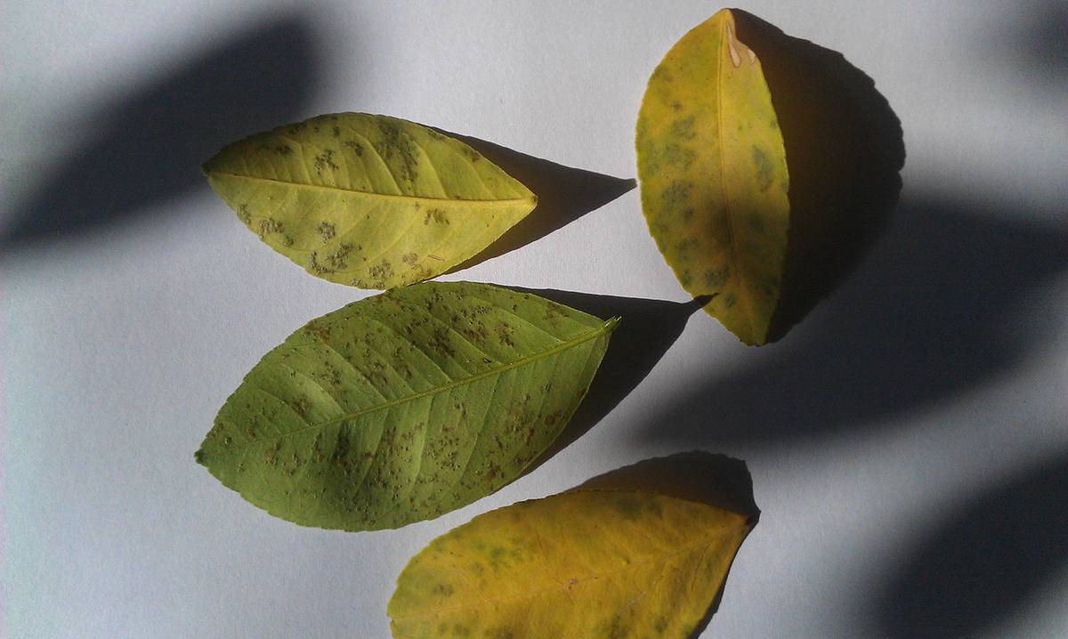 У лимона опадают листья – причины и действия в домашних условиях