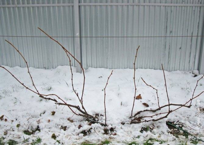 Инструкция по обрезке винограда на зиму для новичков