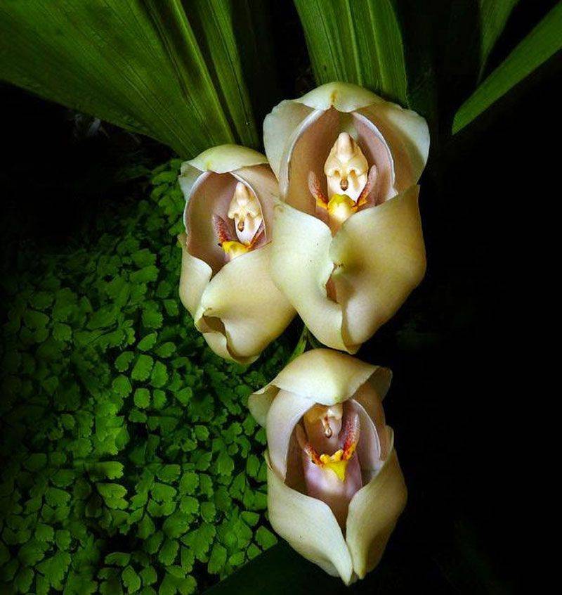 Виды и сорта орхидей: их название, описание и особенности