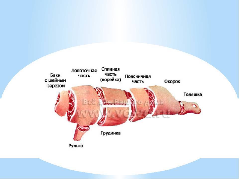 Свинина по частям название туши фото с описанием