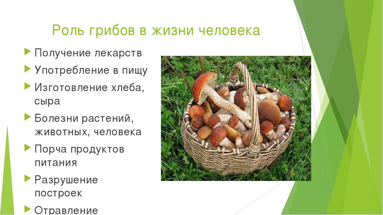 Реферат значение грибов в природе и жизни человека