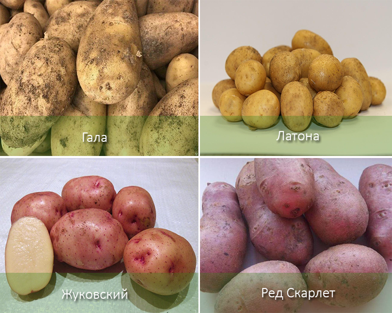 Разновидность картошки с фотографиями и названиями