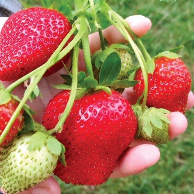 Описание клубники сорта гаригуэтта, правила посадки и ухода