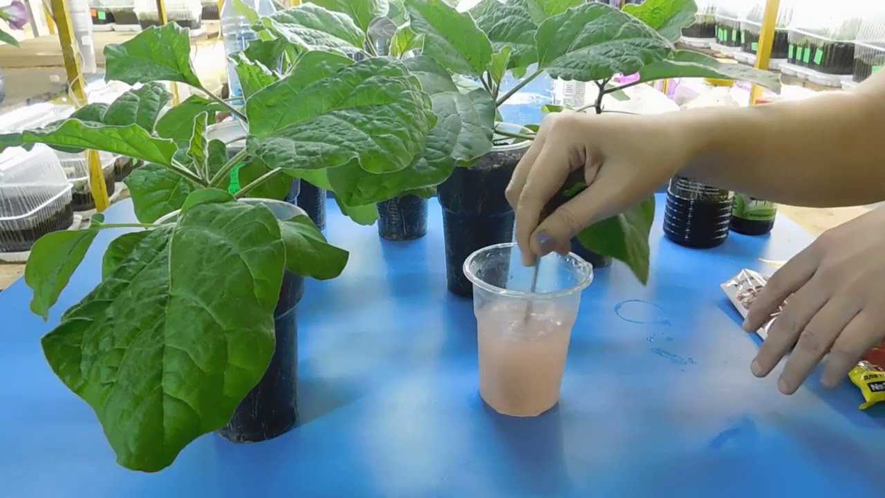 Особенности выращивания баклажан в теплице