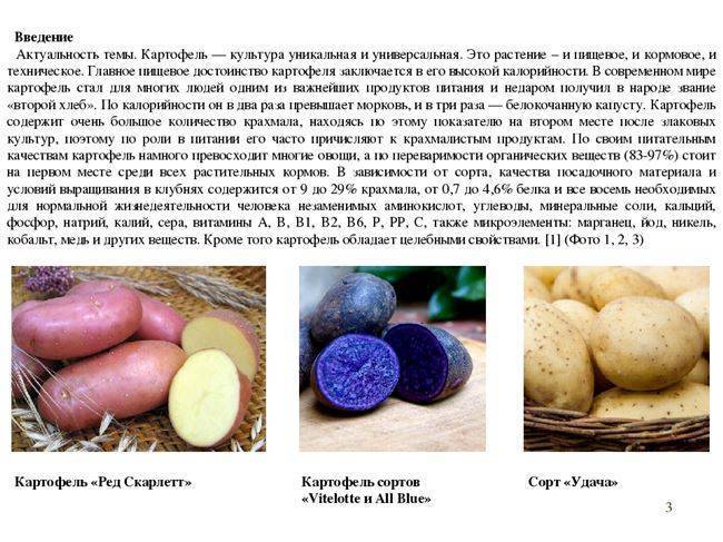 Описание и характеристики картофеля сорта лорх, посадка и уход