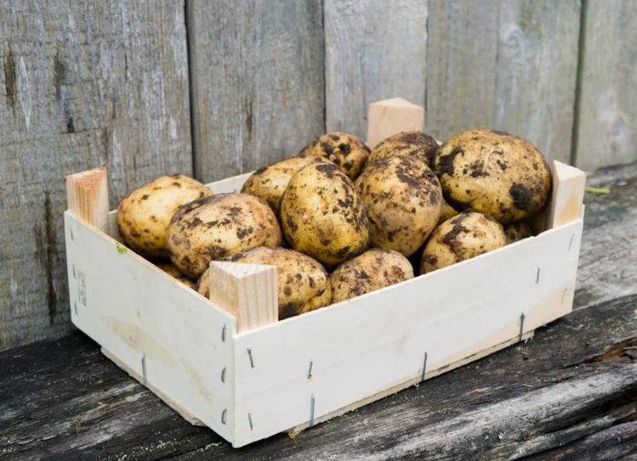 Как выбрать картошку на зиму на рынке: советы при покупке, видео