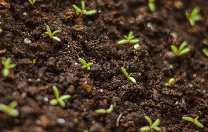 Как вырастить портулак из семян, когда сажать