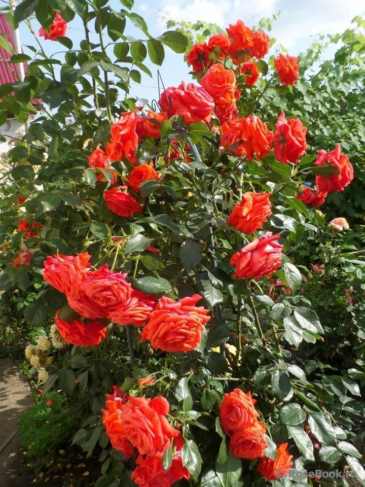 Роза салита (salita) — характеристики и особенности куста