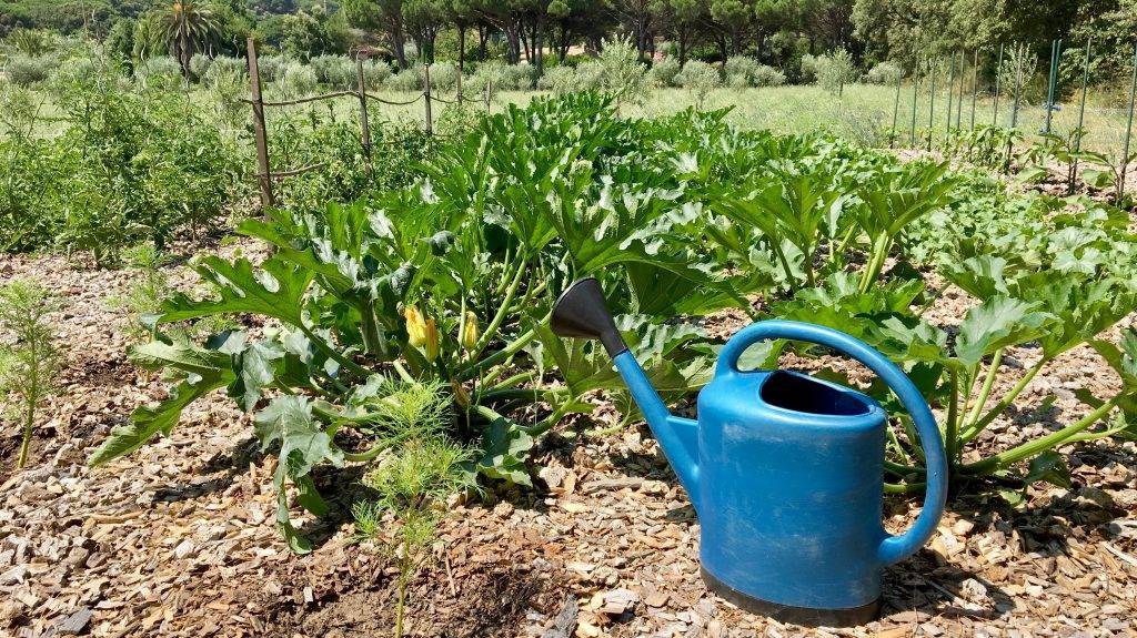Выращивание и уход за тыквой в открытом грунте, правила посадки для хорошего урожая