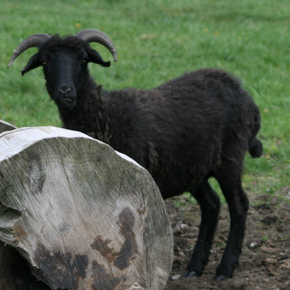 Овцы карачаевской породы: описание, особенности