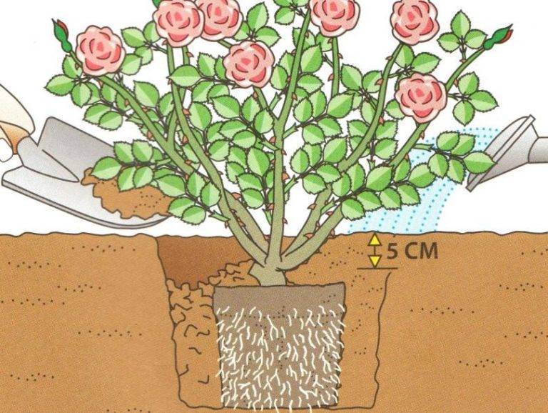 Посадка и уход за розами в Подмосковье весной