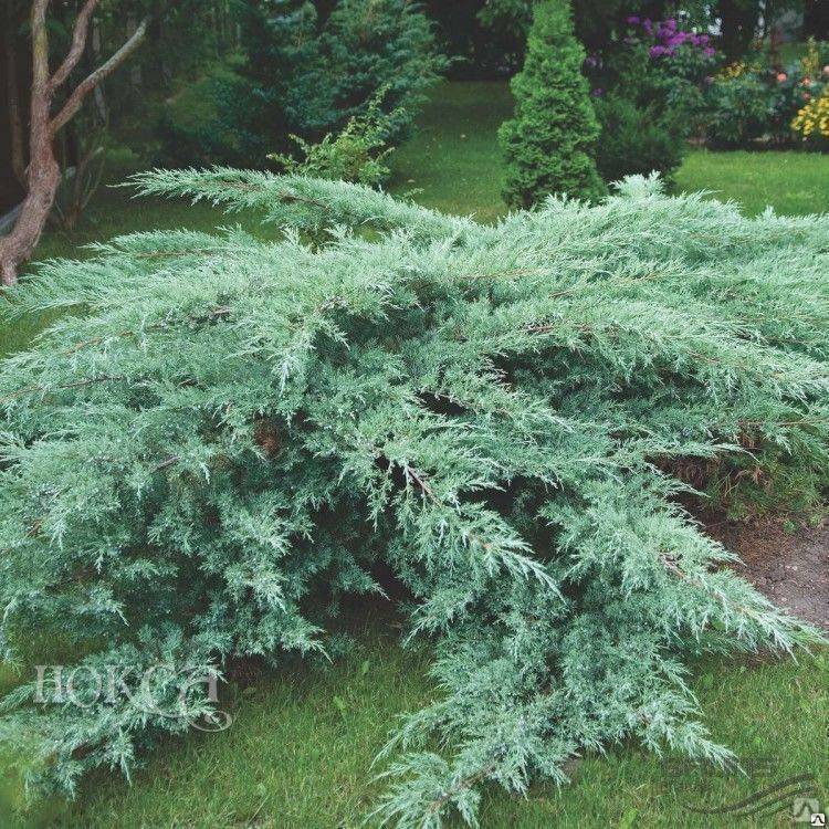 Можжевельник виргинский грей оул (grey owl): фото, описание, отзывы, посадка и уход