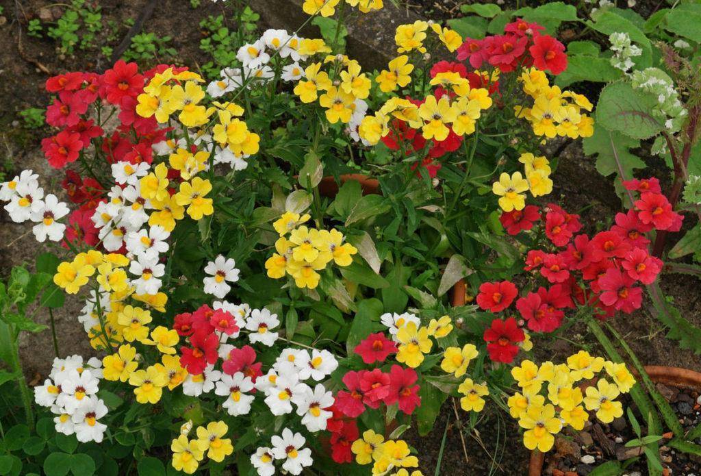 Цветы немезия из семян: выращивание от посадки до ухода (с фото) - проект "цветочки" - для цветоводов начинающих и профессионалов