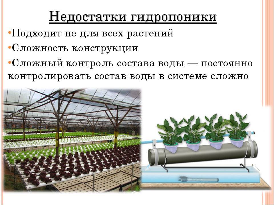 Презентация на тему выращивание растений