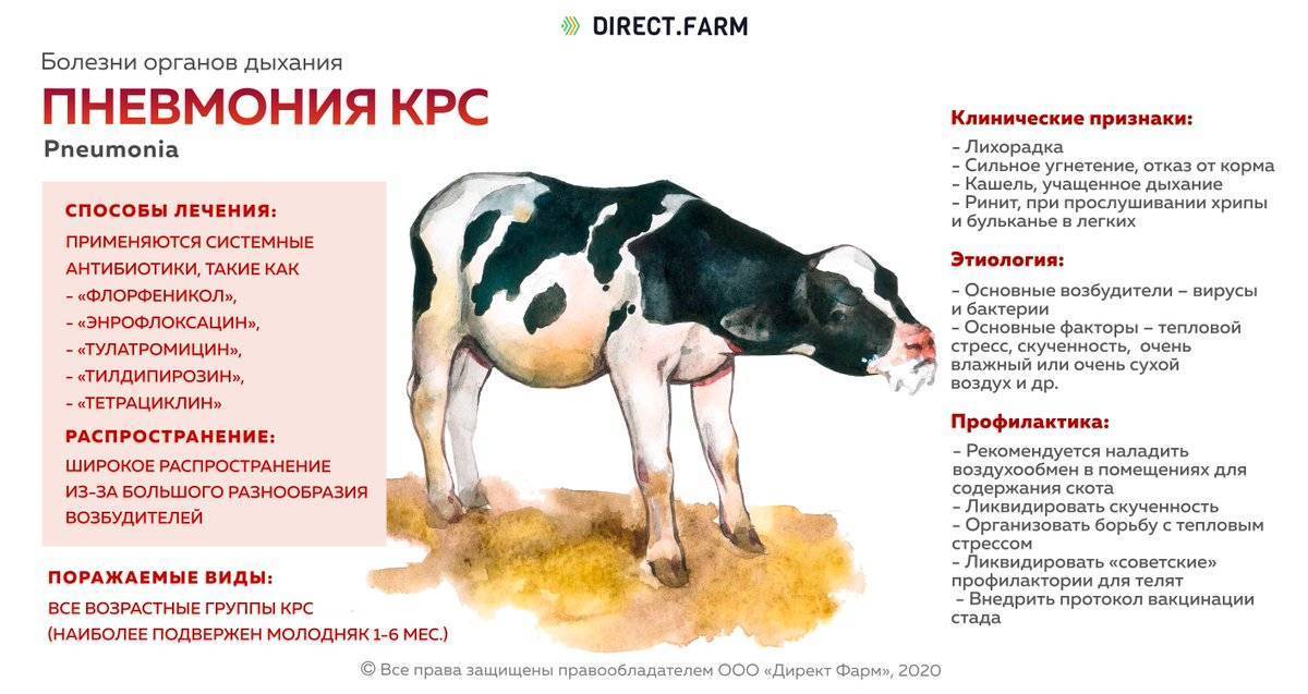 Причины, по которым горчит молоко у коровы