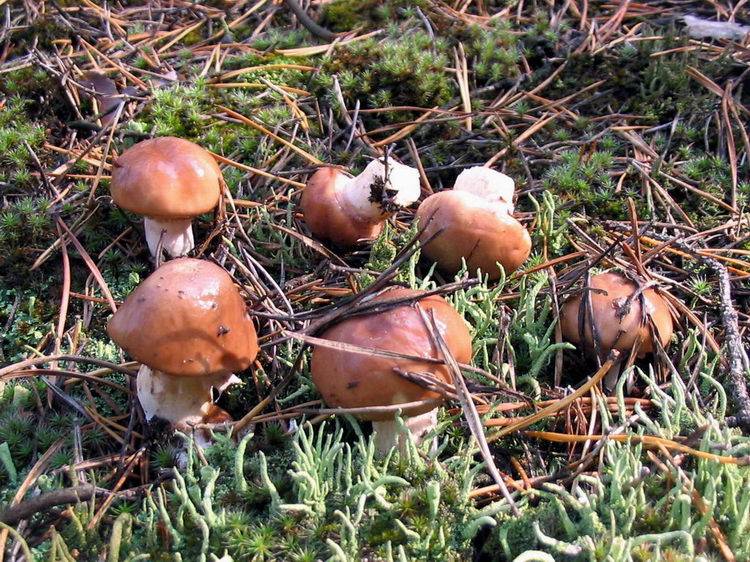 Где и когда собирать грибы маслята. грибной календарь: расписание сбора и роста грибов по месяцам