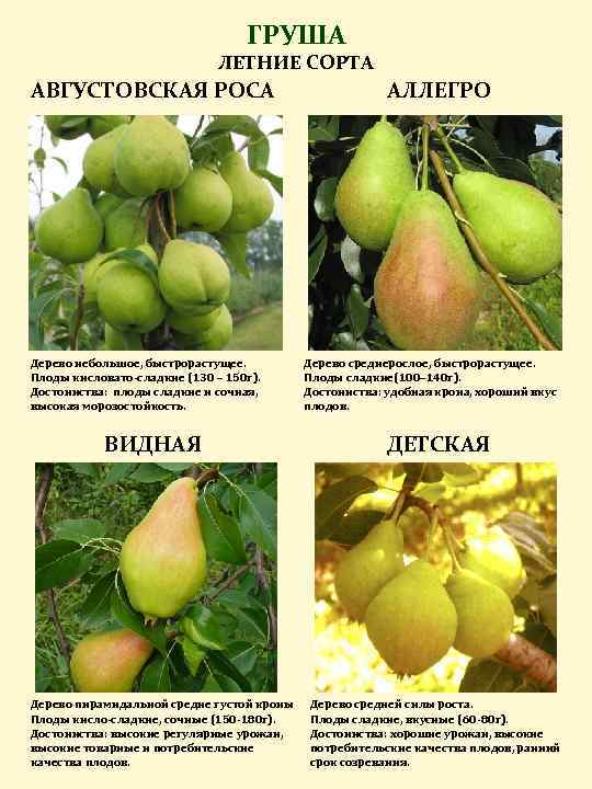 Груши дюшес: описание сорта и всех характеристик, фото плодов, разновидности - зимний, летний, московский