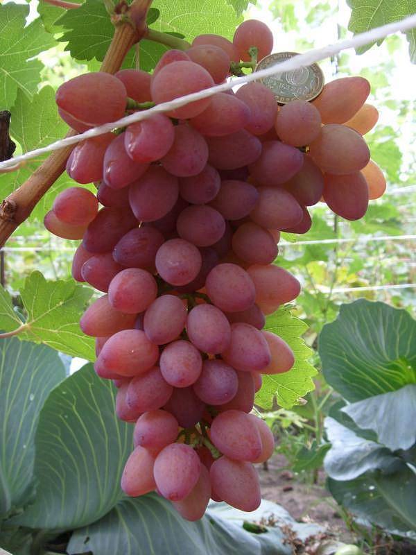 Сорт винограда водограй: фото, отзывы, описание, характеристики.