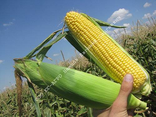 Как растет кукуруза: технология выращивания и ухода, агроклиматические условия