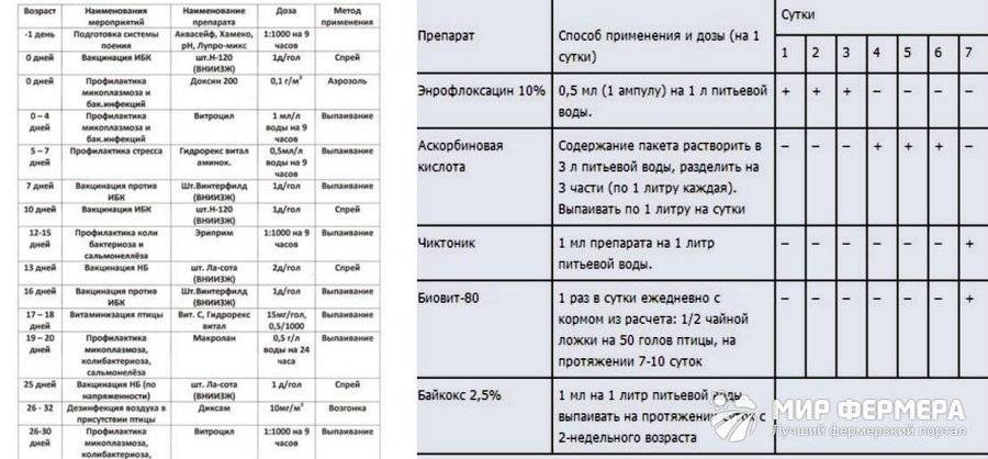 Схема пропаивания бройлеров с первых дней жизни