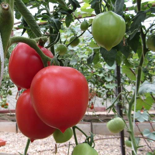 Бесподобные урожаи мясистых вкусных плодов — томат розовый сызранский: описание сорта и советы по выращиванию