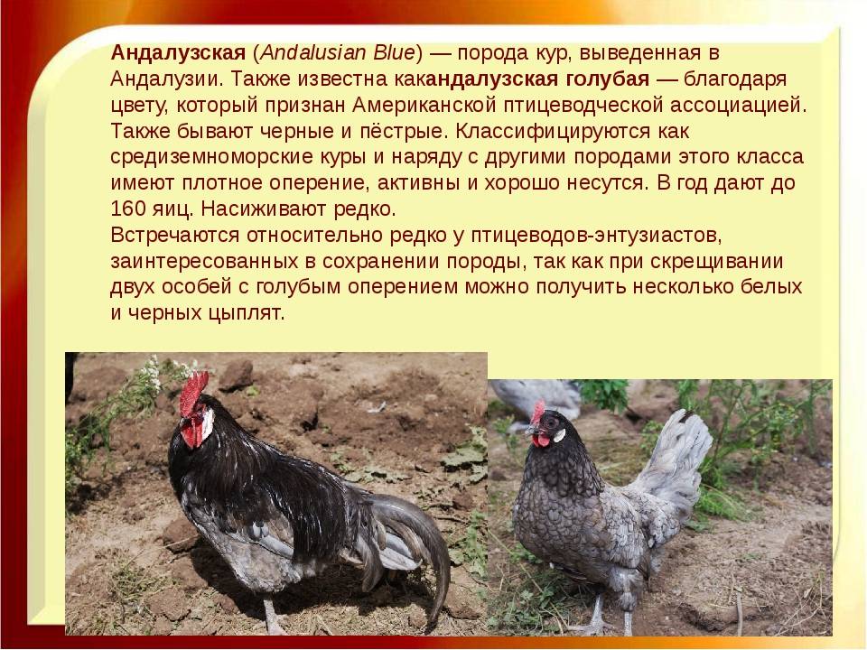 Все породы кур с фото и описанием