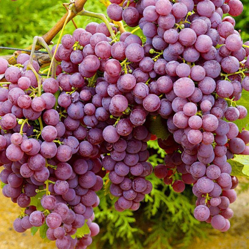 Описание сорта винограда ранний русский: фото и отзывы