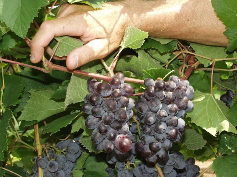 Виноград "кишмиш юпитер": фото, описание сорта, защита от вредителей и болезней selo.guru — интернет портал о сельском хозяйстве