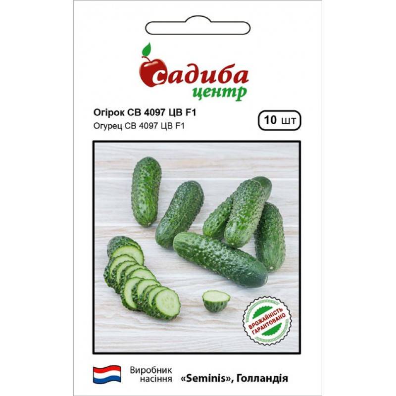 Сорт огурца св 4097 цв (f1): фото, отзывы, описание, характеристики.