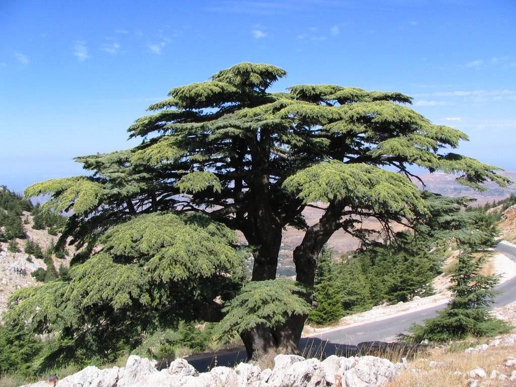 Кедр гималайский (cedrus deodara): посадка и уход, выращивание