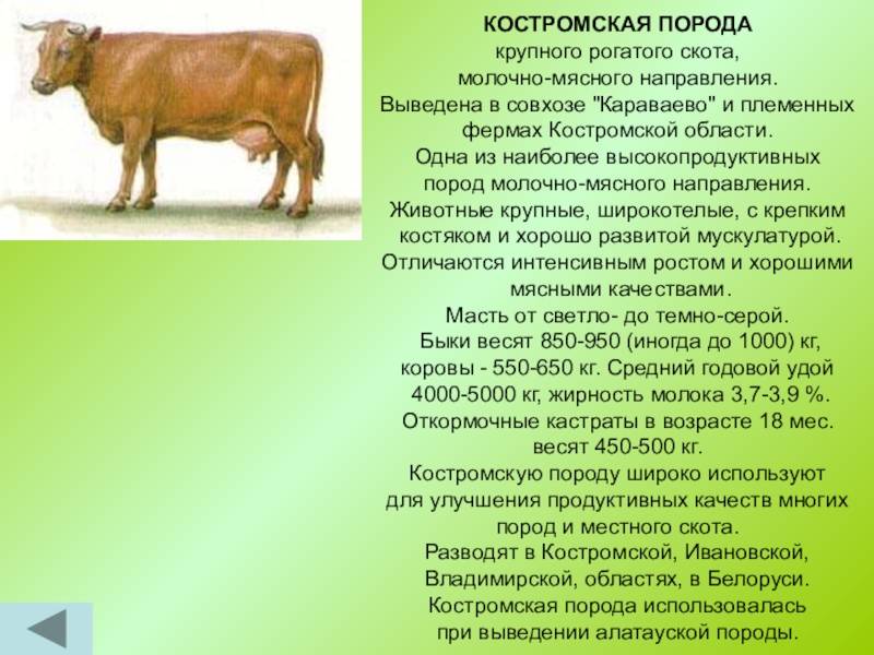 Мясные породы коров