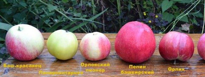 Яблоня «башкирская красавица»: описание сорта