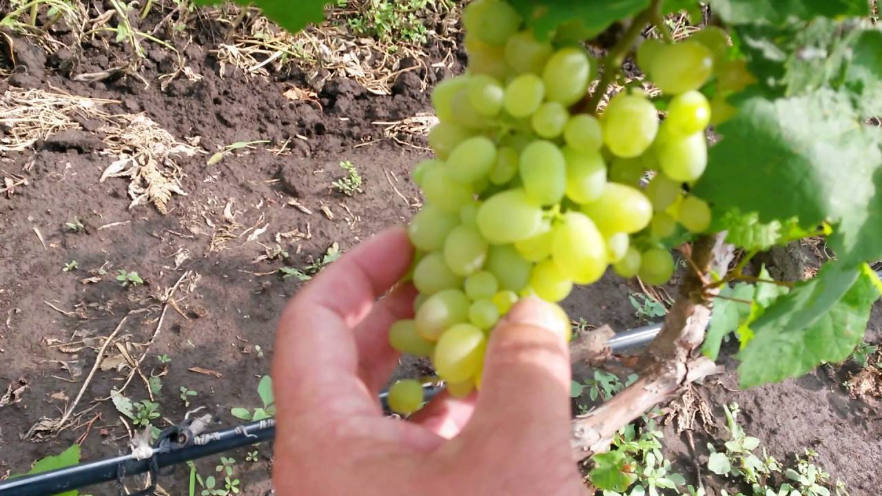 Виноград сорт краса балок: описание, выращивание, плюсы и минусы
