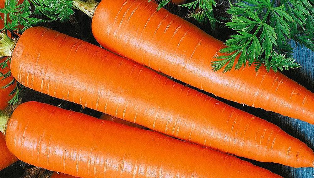 Сорта моркови: классификация, описание сортов
