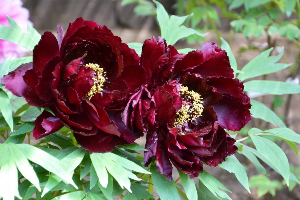 Пионовидные розы: названия и сорта с фото