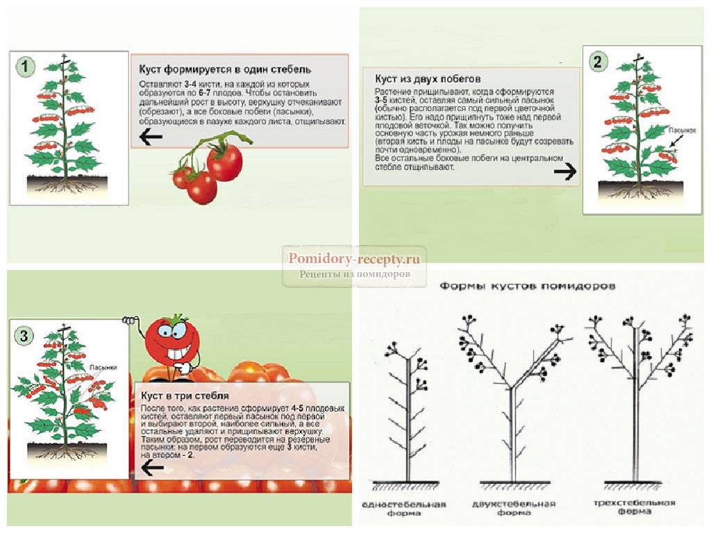 Пошаговая инструкция и схема пасынкования томатов в теплице и открытом грунте
